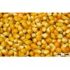 Fodder corn FOB Odessa, Reni, 180 USD