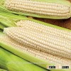 White Corn for sale, Sweet Yellow Corn for sale