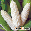 White Corn