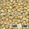 White maize