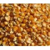 Dry yellow Non-Glutinous corn