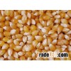 Yellow corn for Animal and Human consupmtion