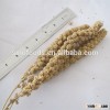 dried broomcorn millet sprays malted millet