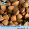 New Crop Raw & Hulled Roasted Bulk Buckwheat From China!