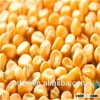 Brazil non GMO yellow maize corn