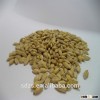 hot sale bulk Pilsen beer barley malt from Ukraine