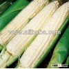 White corn