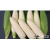 white corn