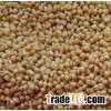 Yellow broomcorn millet