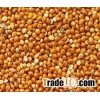 Red Millet