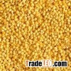 Good Quality Organic Millet for sale.!!