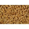 Feed Barley, mustard seeds