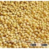 White Millet for birdseed,export to europe,USA