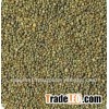 Green Fresh Millet From India