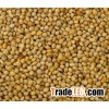 YELLOW MILLET