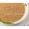 White millet seed for bird seeds or human consumption