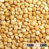YELLOW MILLET