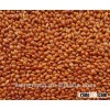Red Millet for birdseed