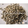 MILLET (BAJRA)