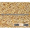 White millet
