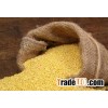 yellow millet