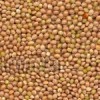 millet seeds yellow