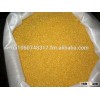 Millet grain polished highest grade