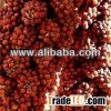 BEST QUALITY RED MILLET SEEDS