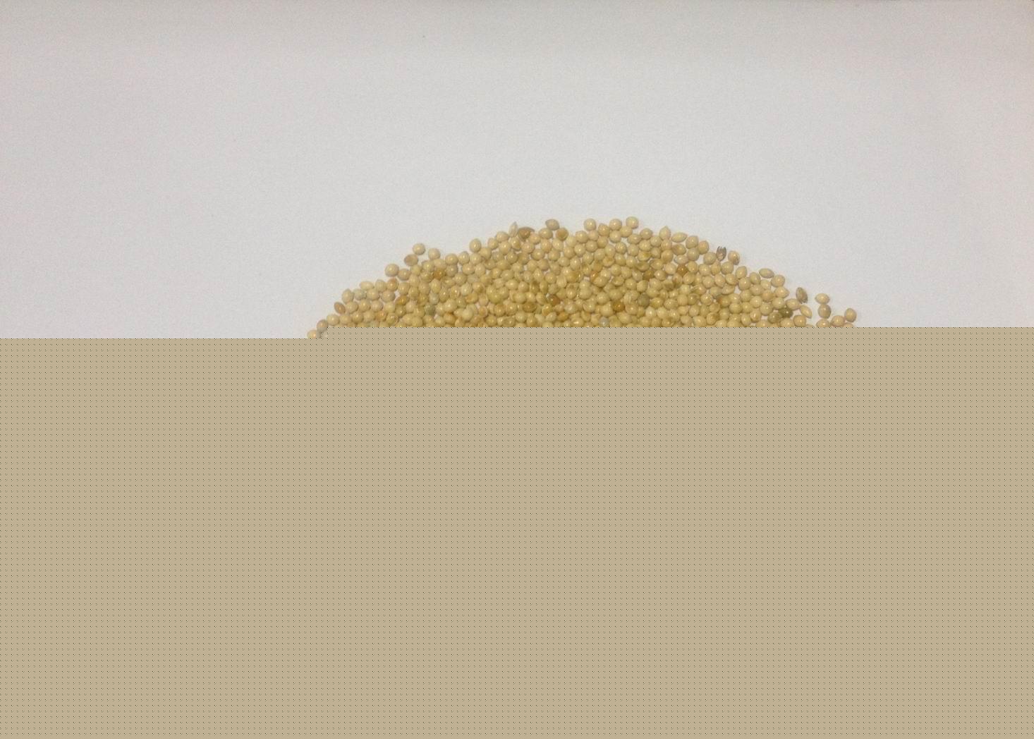 Dried Proso millet,Panicum miliaceum,White millet,Common millet,Hog millet,Broomcorn millet,seedi,Bi
