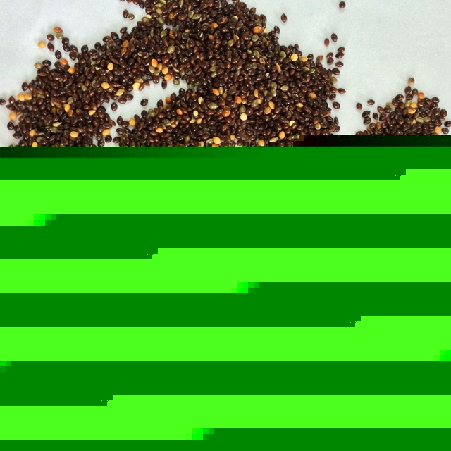 factory supplier black broomcorn millets grain millet