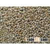 Millet for export