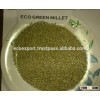 Indian Green Millet