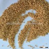 yellow millets wheat bran importers