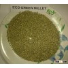 Gujarat Millet