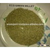 Green Millet from gujrat