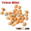 Yellow millet seed yellow millet for bird food