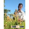 Indian Machine Clena Green Millet