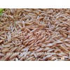 Oats grains for feeding