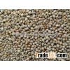 Machine Clean Green Millet for Animal feed