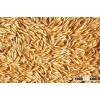 Organic Oat Grain/ Oat seeds