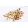 oat grain Oats/Hulled Oats Grade A for sale