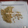 various types oats can be provided