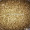 animal feed oats, house oats