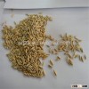 competitive price oats grain for sale