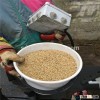 Unhulled oat for making food people used
