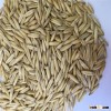 New crop Finland hulled oat for sale with farm price