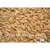 canadian unhulled oats wholesale prices can be provided