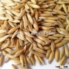 supply the competitive oats with oats manufacturer prices