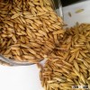 oat with high fiber for horse feed