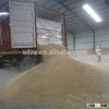 Milling oat for rolled oat,oat powder,flour made